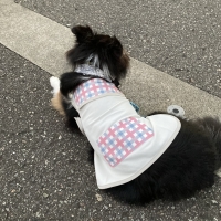 【犬と生活】クールネックバンド　ペイズリー