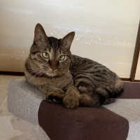 爪とぎクッション　ガリぼろスター