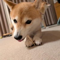 毎日カミカミ　おくちと体の健康スティック