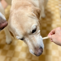 毎日カミカミ　おくちと体の健康スティック