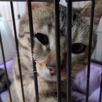 ＳＩＺＵＫＡ ねこ用おやつシリーズ
