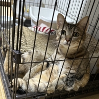 猫にやさしい　下部尿路ケア