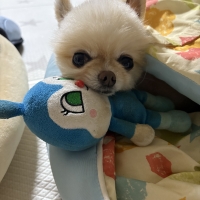 ペットスエット
