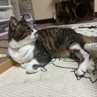 ナノウエルクリーナ