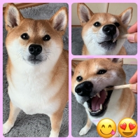 毎日カミカミ　おくちと体の健康スティック