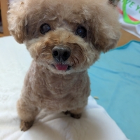 毎日カミカミ　おくちと体の健康スティック