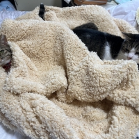 抗菌防臭ふんわりブランケット付ベッド　替えカバー