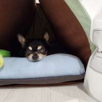 ランドリーきらら（ペット専用洗濯洗剤 犬 猫）
