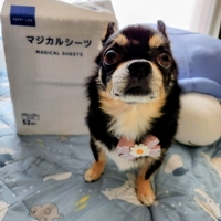 ペピイマジカルシーツ（中厚型ペットシーツ）