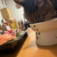 キャットワイルドレシピ　フリーズドライプラス　アダルトサーモン味