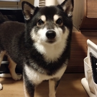 毎日カミカミ　おくちと体の健康スティック