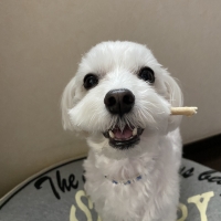 毎日カミカミ　おくちと体の健康スティック