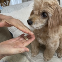 毎日カミカミ　おくちと体の健康スティック