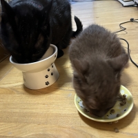 【成長後期の子猫用】 ロイヤルカナン キトン