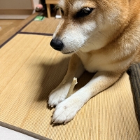 毎日カミカミ　おくちと体の健康スティック