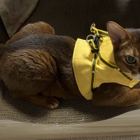 ハンドルベスト (猫用ハーネス)