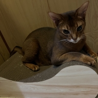 ごろん猫の爪とぎ　ナチュラル　木目調（インテリア 段ボール製)