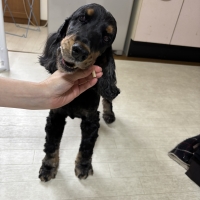 毎日カミカミ　おくちと体の健康スティック