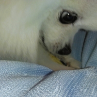 毎日カミカミ　おくちと体の健康スティック