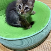 【成長前期の子猫用】ロイヤルカナンマザー＆ベビーキャットドライ＆ウェット