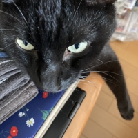 ロイヤルカナン 避妊・去勢成猫用　ステアライズド