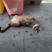 ラグタスタイルラグ　てくてく肉球