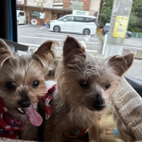 ★綿１００％のふわさらドライタオル