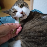 にゃんベジ