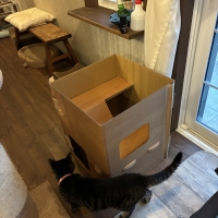 普通のダンボールより楽しいダンボールの小屋