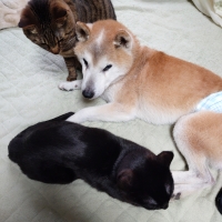 動物用プレミアム乳酸菌Ｈ＆Ｊ・Ｉ・Ｎ　エイチジンブルー