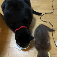 ニュートロキャット　デイリーディッシュ パウチ