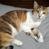 たまくら体位変換クッション