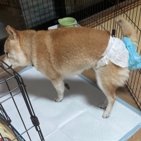 うんこパンツ