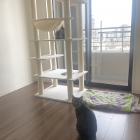 大きな天井ベッドのハイタワー（高さ171cm　据え置き型　多頭飼い　大型猫）