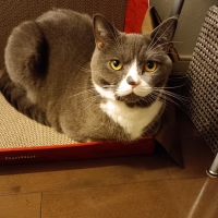 ラグタスワイド階段マット　てくてく肉球