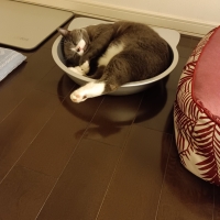 究極の猫の隠れ家