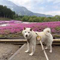 ロイヤルカナン 柴犬 成犬用（ドッグフード）