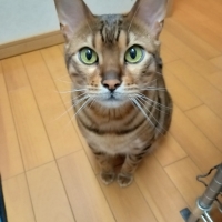 【健康な尿を維持したい猫に】 ロイヤルカナン ユリナリーケア（キャットフード）