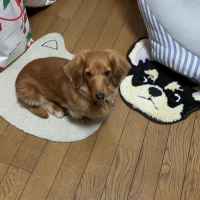 サメ軟骨ラムネ