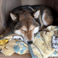 コトコト煮込んだ犬用ヤギミルクスープ
