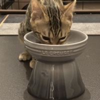 ナチュラルチョイスキャット 室内で暮らす子猫用 チキン (ナチュラルフード)