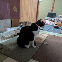 ラグタスタイルラグ　てくてく肉球