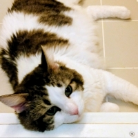 デジプリブランケット　猫