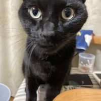 ロイヤルカナン 避妊・去勢成猫用　ステアライズド