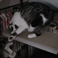 ケージ用ステップ(猫　ケージ)