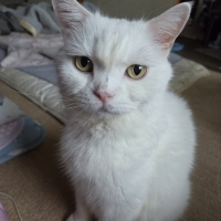 猫用グリニーズ (正規品)（猫用おやつ）