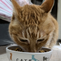 【栄養バランス・食べないお悩みに】 ロイヤルカナン プロテイン エクシジェント