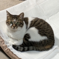 【肥満気味の猫に】 ロイヤルカナン ライト ウエイトケア