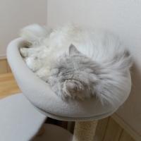 キャットタワー リズム（高さ120cm　据え置き型　日本製）