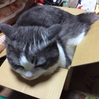 【肥満気味の猫に】 ロイヤルカナン ライト ウエイトケア
